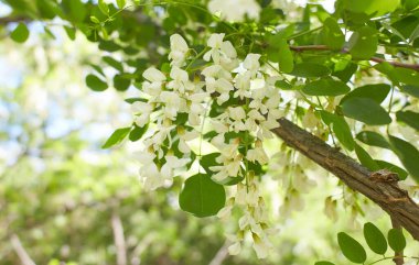 Akasya ağacı baharda çiçek açıyor. Yeşil arka planı olan çiçek dalları. Beyaz akasya çiçekleri, güneşli bir gün. Bol çiçeklenme var. Yumuşak kokulu bal için nektar kaynağı.