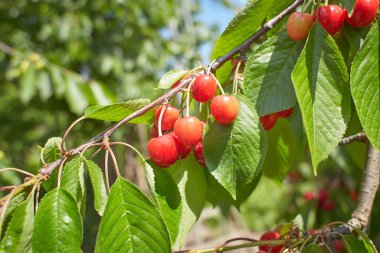Olgun koyu kırmızı kirazların yakın plan görüntüsü. Arka planda bulanık kiraz ağacı dalında asılı.