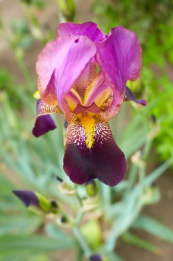 Sakallı süsen çiçekleri bahçede. Yaz ve bahar zamanı.