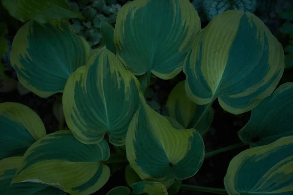Plantain lily or Hosta foliage plant with white flowers. Hosta, flower in the garden, ornamental flowerbed plant with beautiful lush leaves. Photo in the natural environment. August Moon