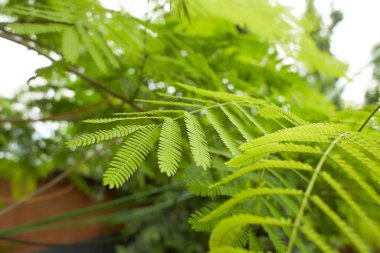 Enterolobium kontortisilikum yeşil yaprakları, bahçede İran ipeği ağacı. Yaz ve bahar zamanı.