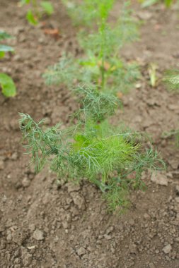 Flat-leaved dill. Dill leaves. Green leaves. Dill growing in the garden
