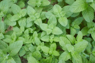 Flat-leaved menthol. Menthol green leaves growing in the garden