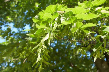 Linden tree branch in the garden. Summer and spring time.