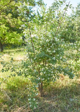 Hughdelphus coronarius (tatlı, sahte turuncu, İngiliz köpek ağacı). Beyaz bahçe Yasemin çiçekleri. Bahar çiçeği arka planı. Panorama, bayrak.