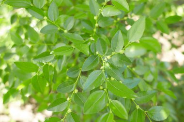 White flowers of date tree in the garden. Summer and spring.