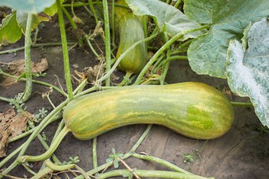 Meyve ve çiçeklerle dolu sebze bahçesinde taze yeşil kabak bitkisi.