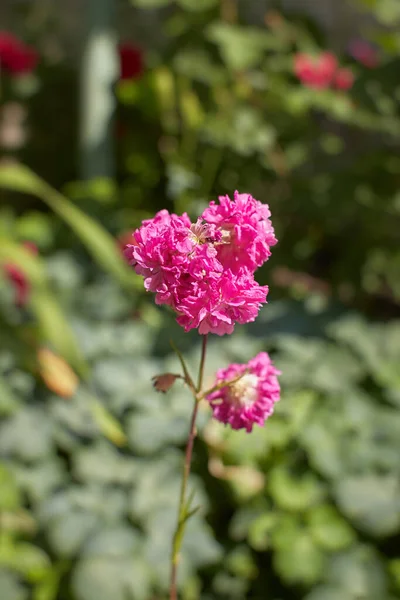 Pink flower of Armeria Pom Pom Rose or Mesmerizing Miniature Roses in the garden. Summer and spring time.