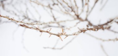 Yaprak döken çimenlerin dalları, donmuş yağmurun ardından buz kabuğuyla kaplı çalılar, parça parça, arkaplan