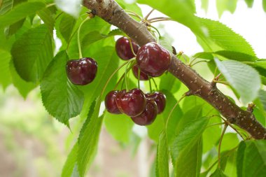 Olgun koyu kırmızı kirazların yakın plan görüntüsü. Arka planda bulanık kiraz ağacı dalında asılı.