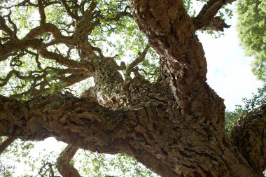 Kuzey Afrika ağacı 