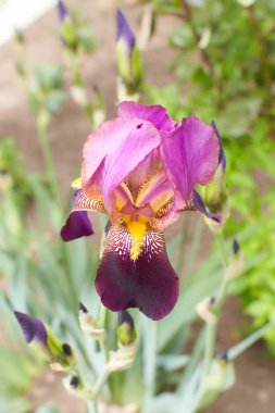 Sakallı süsen çiçekleri bahçede. Yaz ve bahar zamanı.
