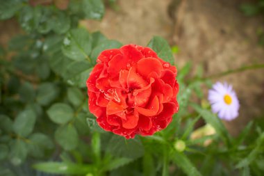 Melezin kırmızı çiçekleri bahçede yükseldi. Yaz ve bahar zamanı.