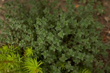 John Creech Taş Fabrikası, Sedum Spurium Yaz Şanlı Yeşil Çatı Fabrikaları. Yaz ve bahar zamanı.