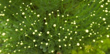 White flower of Green Santolina - Santolina rosmarinifolia in the garden. Summer and spring time.