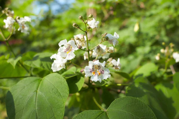 White flowers of Southern catalpa in the garden. Summer and spring time.