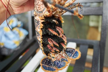 Lobster lubrigante, raw with black caviar isolated 