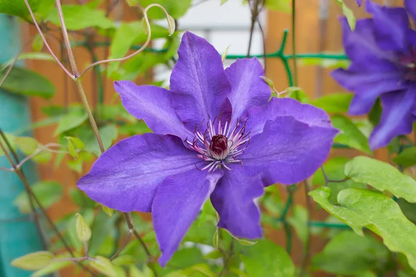Purple Flowers Clematis Viticella Garden Summer Spring Time —  Fotos de Stock