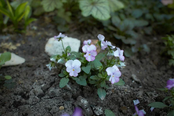 Рожева Біла Квітка Pansy Viola Cornuta Саду Літо Весна — стокове фото