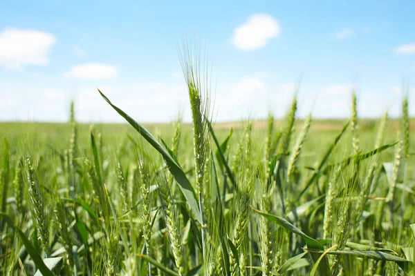 Пшеничне Поле Проти Блакитного Неба Зелене Стигле Пшеничне Поле Фоні — стокове фото