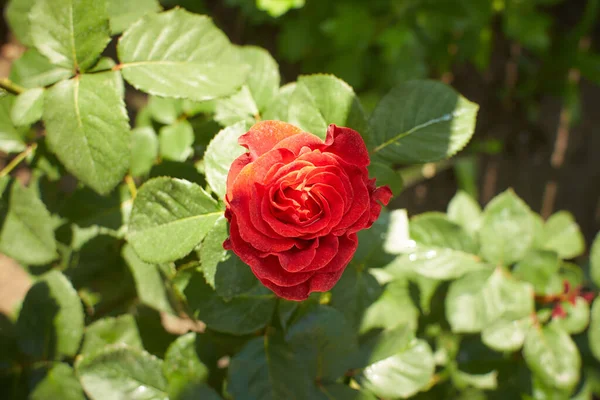 Rote Blüten Von Hybridrosen Garten Sommer Und Frühling — Stockfoto