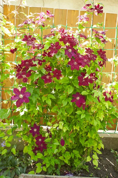 Purple Flowers Clematis Viticella Garden Summer Spring Time — Stok fotoğraf