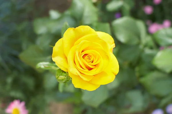 Gelbe Blüten Von Hybridrosen Garten Sommer Und Frühling — Stockfoto