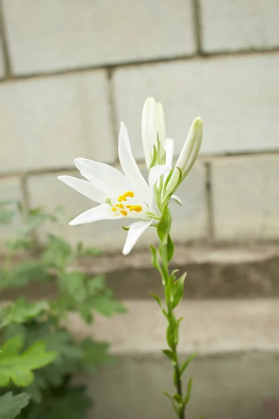 Close up of white lily flower, selective focus on flower.