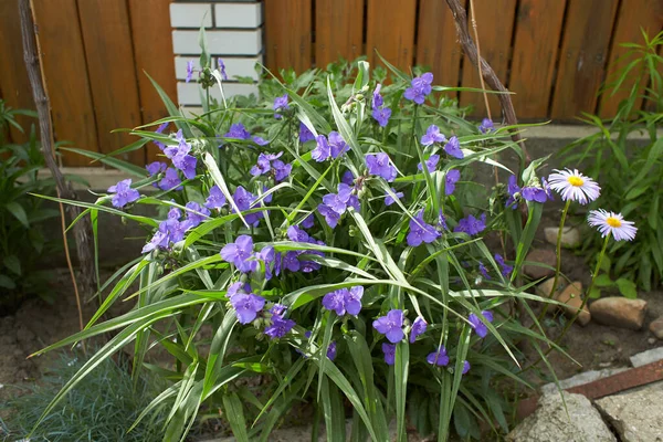 여름철 정원에 버지니아 Virginia Spiderwort Bluejacket 이라고 알려져 트라데칸 비르지니 — 스톡 사진