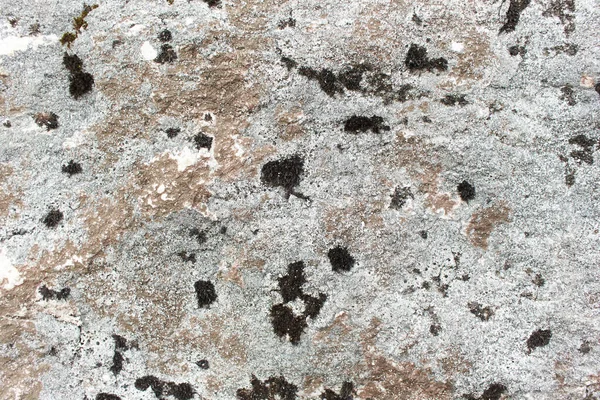 Una Pietra Lichene Sulle Montagne Roccia Nel Muschio — Foto Stock