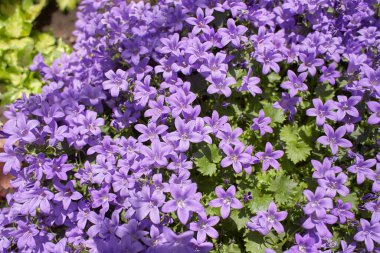 Bulanık arka planda çiçek açan Dalmaçyalı çan çiçekleri veya Adria çan çiçekleri veya Duvar çıngırağı (Campanula alameti). leylak Campanula