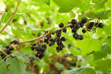 Bahçede yetişmiş kuşüzümü dalı Yüksek kaliteli bir fotoğraf
