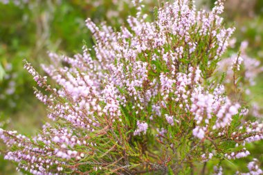 Taze pembe funda ya da güneşli bir sonbahar gününde açık havada yetişen Calluna vulgaris çiçekleri. Pembe küçük yabani çiçekler.