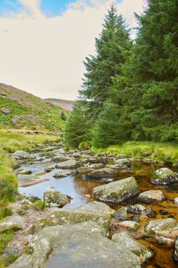 Orman deresi eski ormanlardaki ormanlarla çevrili. İrlanda 'daki Wicklow Ulusal Parkı. 