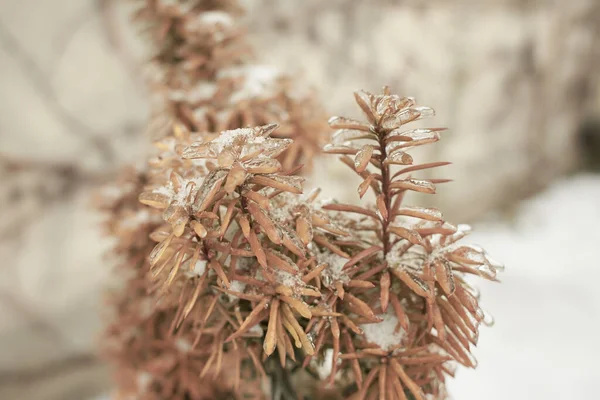 Ветви Лиственной Травы Кусты Покрытые Ледяной Коркой После Морозного Дождя — стоковое фото
