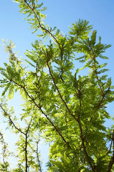 Επιλεκτική Εστίαση Νεαρά Φύλλα Του Gleditsia Triacanthos Στο Δέντρο Ακρίδα — Φωτογραφία Αρχείου