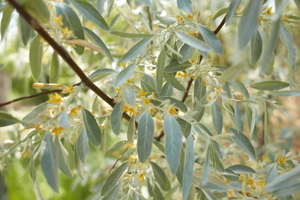 Elaeagnus commutata, Elaeagnus familyasından bir kuş türü. Çalının bahar çiçekleri. Bitkinin üzerindeki sarı çiçekler. Küçük sarı çiçekler açan zeytin dalları