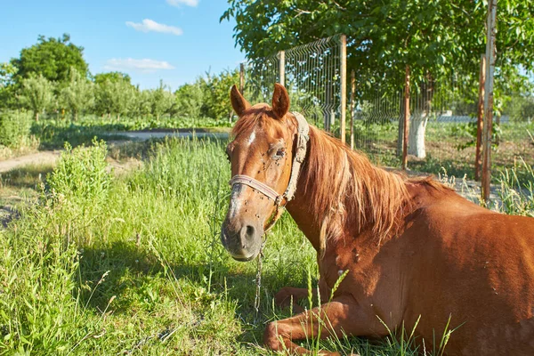 stock image Sick horse in the field