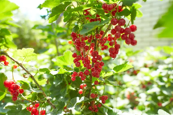 Ветвь Спелой Красной Смородины Саду — стоковое фото