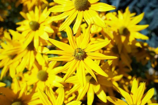 Žluté Květy Černooká Susan Nebo Coneflowersová Zahradě Léto Jaro — Stock fotografie