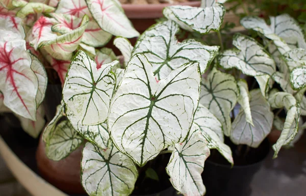 Red white green Caladium 'White Christmas' in the garden. Summer and spring time. Heart of Jesus Plant