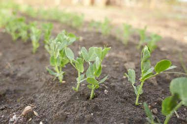 Toprakta taze yeşil, sebze bezelyesi.