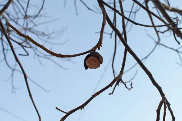 Walnut tree with walnut fruit in winter time on branch
