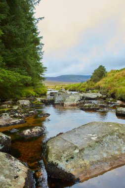 Orman deresi eski ormanlardaki ormanlarla çevrili. İrlanda 'daki Wicklow Ulusal Parkı. 