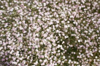 Yeşil çimenlikteki küçük, vahşi beyaz çiçekler. Caryophyllaceae, Gypthe (Rosenschleier). Beyaz ahşap çiçekler. Stellaria graminea, Caryophyllaceae familyasından bir bitki türü..