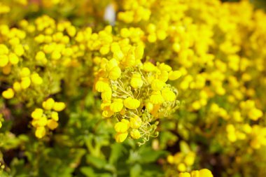 Bahçede sarı scrophulariaceae calceolaria integrifolia çiçekleri var. Yaz ve bahar zamanı