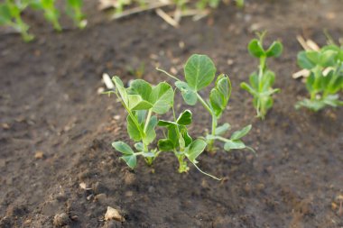 Toprakta taze yeşil, sebze bezelyesi.