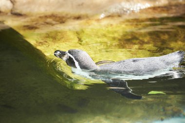 Penguen doğal ortamda suyun yakınındaki kayalıklarda duruyor.