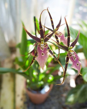 Bahçede orkidaceae brassia hibrit buğusunun sarı ve pembe çiçekleri var. Yaz ve bahar zamanı