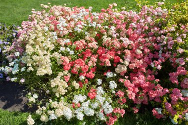 Bahçede beyaz, pembe, kırmızı ve yeşil Phlox Grandiflora goblen karışımı çiçekler var. Yaz ve bahar zamanı